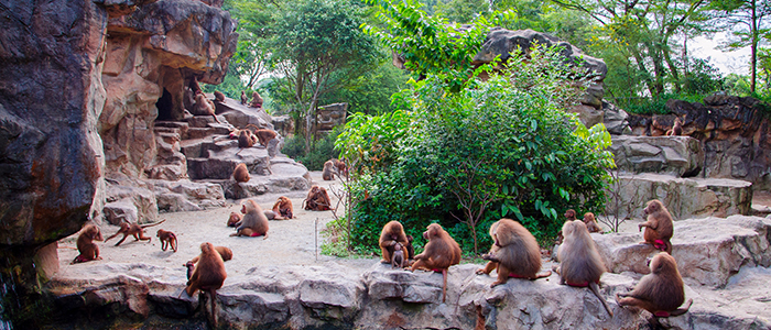 動物園